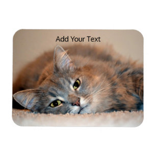 Grått solbränna, långhårig katt för vit av Sh Magnet