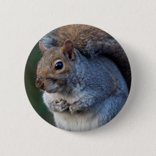Grått Squirrel Badge Knapp