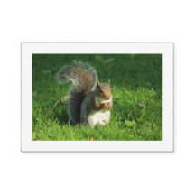 Grått Squirrel, Bute Park, Cardiff (Borderade)