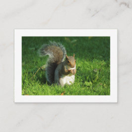 Grått Squirrel, Bute Park, Cardiff (Borderade) Visitkort