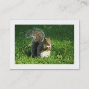 Grått Squirrel, Bute Park, Cardiff (Borderade) Visitkort