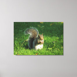 Grått Squirrel, Bute Park, Cardiff Canvastryck