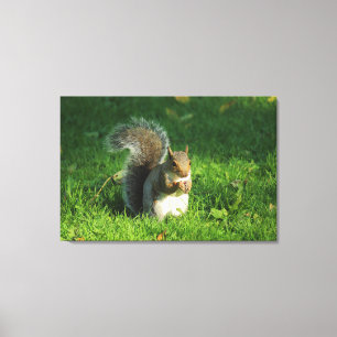 Grått Squirrel, Bute Park, Cardiff Canvastryck