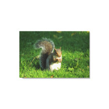 Grått Squirrel, Bute Park, Cardiff