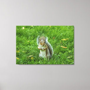 Grått Squirrel, Bute Park, Cardiff Canvastryck