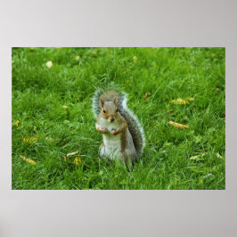Grått Squirrel, Bute Park, Cardiff Poster