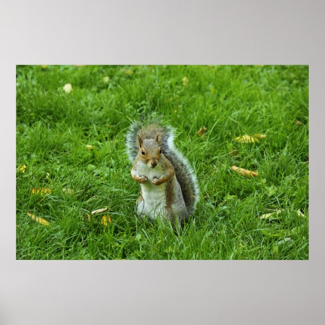 Grått Squirrel, Bute Park, Cardiff Poster (Framsidan)