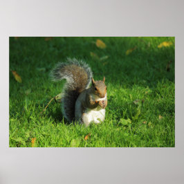 Grått Squirrel, Bute Park, Cardiff Poster