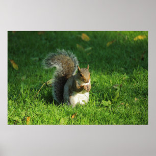 Grått Squirrel, Bute Park, Cardiff Poster