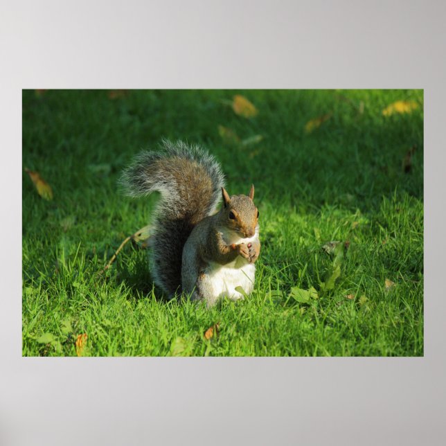 Grått Squirrel, Bute Park, Cardiff Poster (Framsidan)