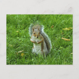 Grått Squirrel, Bute Park, Cardiff Vykort