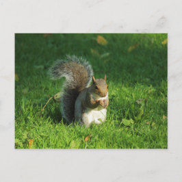 Grått Squirrel, Bute Park, Cardiff Vykort