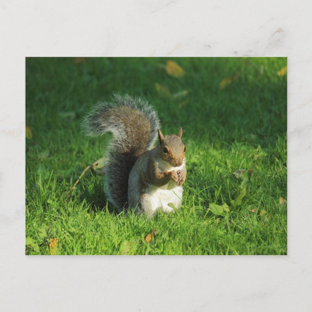 Grått Squirrel, Bute Park, Cardiff Vykort (Framsida)