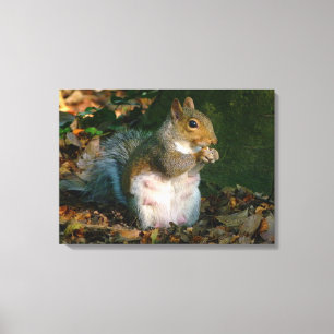 Grått Squirrel - Bute Park, Cardiff, Wales, UK Canvastryck