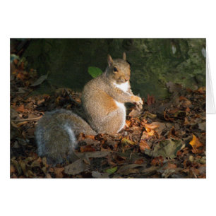 Grått Squirrel - Bute Park, Cardiff, Wales, UK Hälsningskort