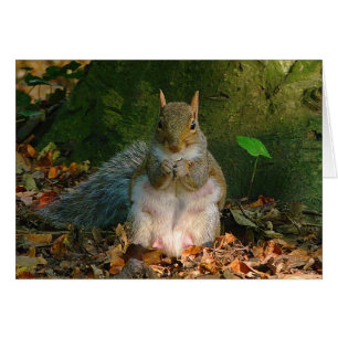Grått Squirrel - Bute Park, Cardiff, Wales, UK Hälsningskort
