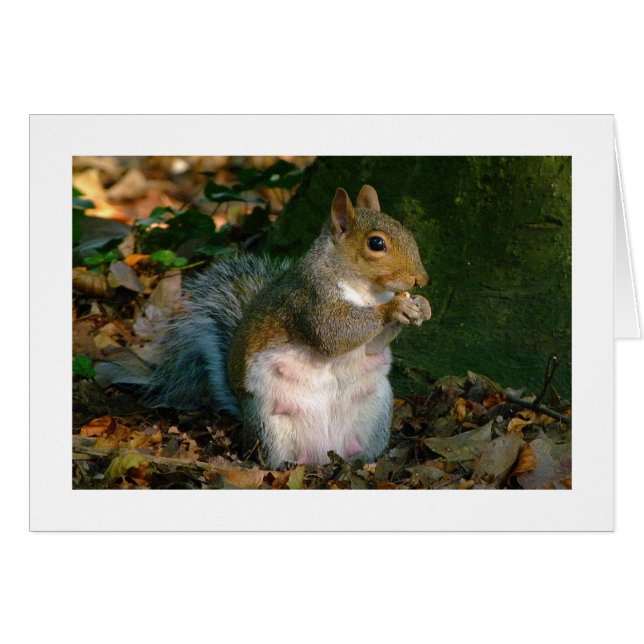 Grått Squirrel - Bute Park, Cardiff, Wales, UK Hälsningskort (Framsidan Horizontal)