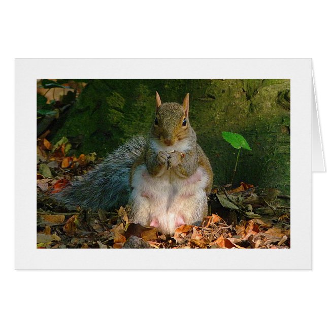 Grått Squirrel - Bute Park, Cardiff, Wales, UK Hälsningskort (Framsidan Horizontal)