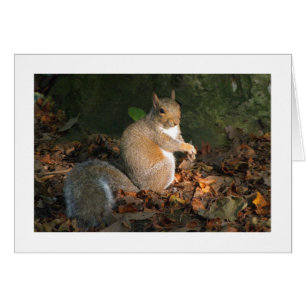 Grått Squirrel - Bute Park, Cardiff, Wales, UK Hälsningskort