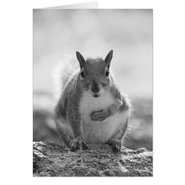 Grått Squirrel - Bute Park, Cardiff, Wales, UK Hälsningskort (Framsidan)