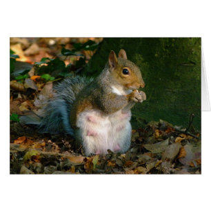 Grått Squirrel - Bute Park, Cardiff, Wales, UK Hälsningskort