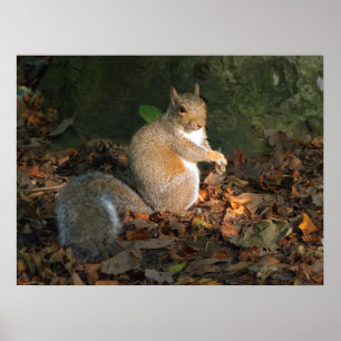 Grått Squirrel - Bute Park, Cardiff, Wales, UK Poster