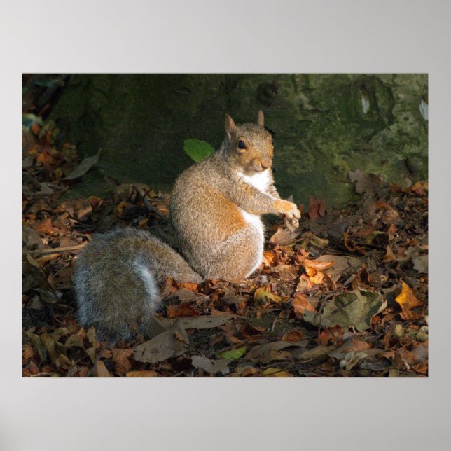 Grått Squirrel - Bute Park, Cardiff, Wales, UK Poster (Framsidan)