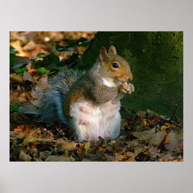 Grått Squirrel - Bute Park, Cardiff, Wales, UK Poster (Framsidan)