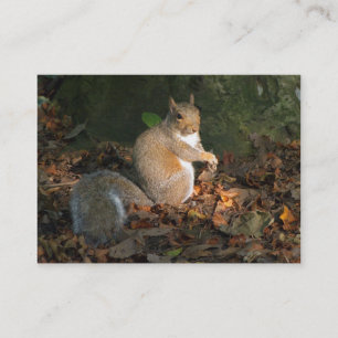 Grått Squirrel - Bute Park, Cardiff, Wales, UK Visitkort