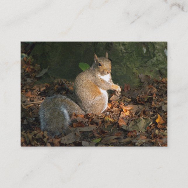 Grått Squirrel - Bute Park, Cardiff, Wales, UK Visitkort (Framsida)