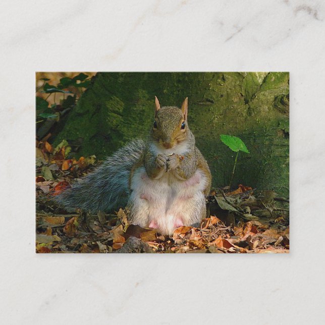 Grått Squirrel - Bute Park, Cardiff, Wales, UK Visitkort (Framsida)