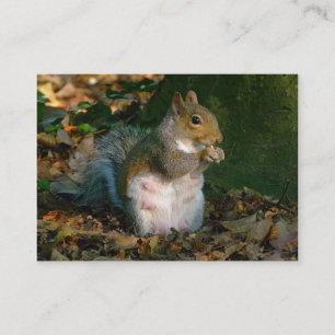 Grått Squirrel - Bute Park, Cardiff, Wales, UK Visitkort