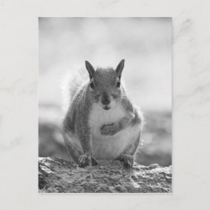 Grått Squirrel - Bute Park, Cardiff, Wales, UK Vykort