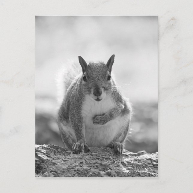 Grått Squirrel - Bute Park, Cardiff, Wales, UK Vykort (Framsida)
