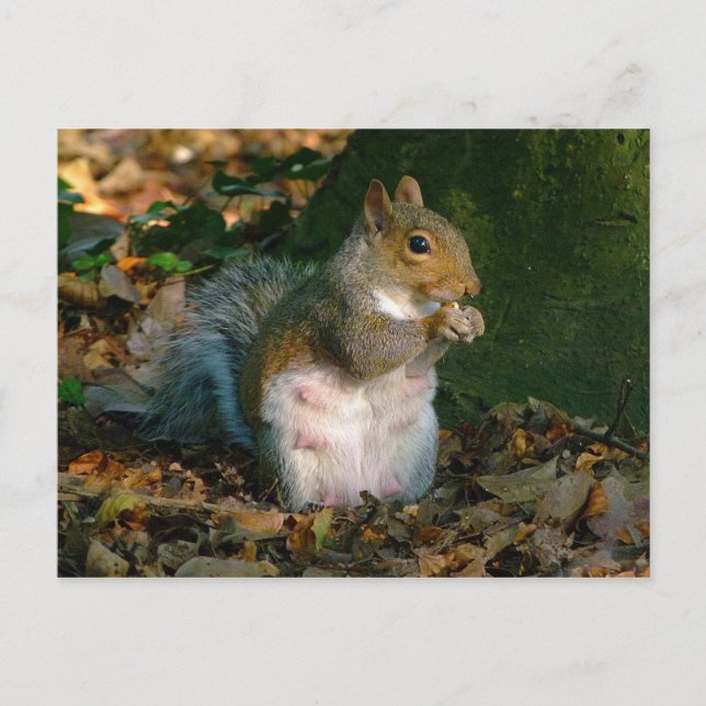 Grått Squirrel - Bute Park, Cardiff, Wales, UK Vykort (Framsida)