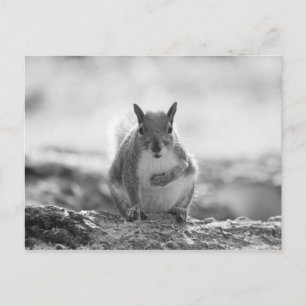 Grått Squirrel - Bute Park, Cardiff, Wales, UK Vykort