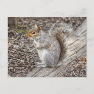 Grått Squirrel Bute Park, Cardiff, Wales. Vykort