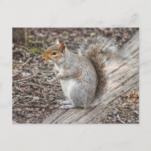 Grått Squirrel Bute Park, Cardiff, Wales. Vykort (Framsida)