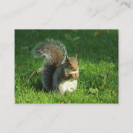Grått Squirrel Eating Nöt, Bute Park, Cardiff Visitkort