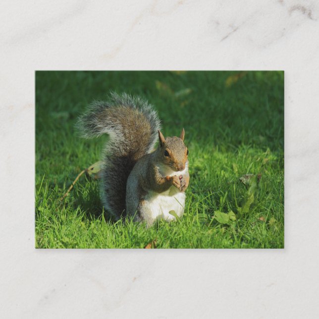 Grått Squirrel Eating Nöt, Bute Park, Cardiff Visitkort (Framsida)