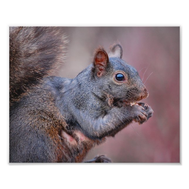 Grått Squirrel Fototryck (Framsidan)