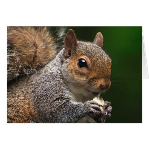 Grått Squirrel Hälsningskort