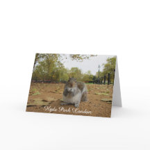 Grått Squirrel Hyde Park London.