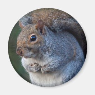 Grått Squirrel Magnet