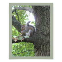 Grått Squirrel och nöt