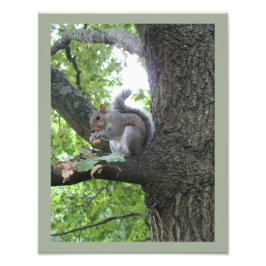 Grått Squirrel och nöt Fototryck