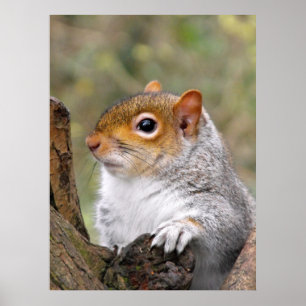 Grått Squirrel porträtt Poster