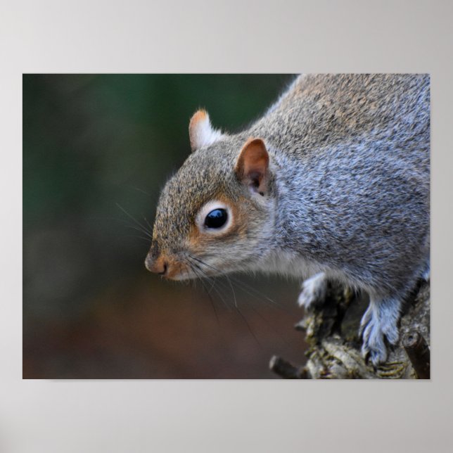 Grått Squirrel Poster (Framsidan)