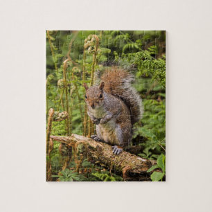 Grått Squirrel Puzzle/Jigszle med Tin Pussel