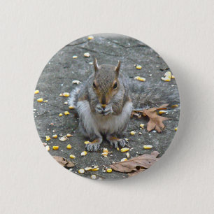 Grått Squirrel Series Knapp